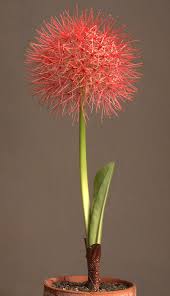 Attēlu rezultāti vaicājumam “Amarillidaceae”