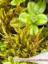 Attēlu rezultāti vaicājumam “Calliergonella cuspidata”