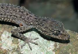 Attēlu rezultāti vaicājumam “Lycogala confusum young”