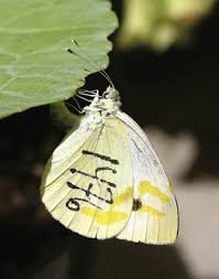 Attēlu rezultāti vaicājumam “Pieris rapae female”