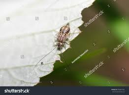 Attēlu rezultāti vaicājumam “Psococerastis gibbosa”