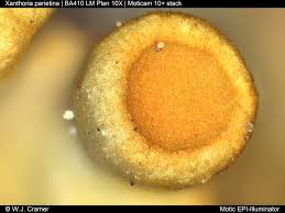 Attēlu rezultāti vaicājumam “Xanthoria parietina”