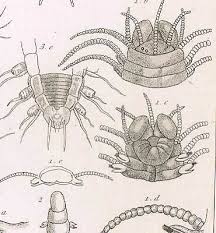 Attēlu rezultāti vaicājumam “Annelides”