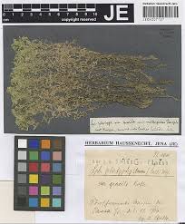 Attēlu rezultāti vaicājumam “Sphagnum platyphyllum”