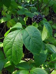 Attēlu rezultāti vaicājumam “Eleutherococcus sessiliflorus”