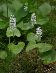 Attēlu rezultāti vaicājumam “Maianthemum bifolium bud”