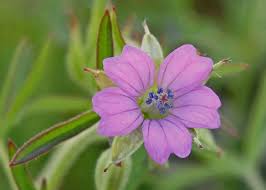 Attēlu rezultāti vaicājumam “Geranium dissectum flower”