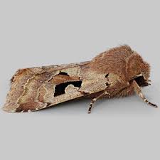 Attēlu rezultāti vaicājumam “Orthosia gothica”