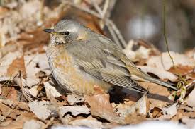 Image result for Turdus naumanni