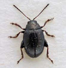 Attēlu rezultāti vaicājumam “Phyllotreta sp.”