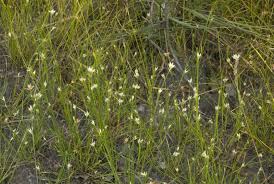 Attēlu rezultāti vaicājumam “Rhynchospora alba leaf”