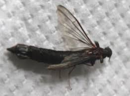 Attēlu rezultāti vaicājumam “Lymexylidae”