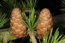 Attēlu rezultāti vaicājumam “Larix decidua”