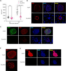 Attēlu rezultāti vaicājumam “Diderma cingulatum plasmodium”