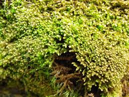 Attēlu rezultāti vaicājumam “Odontoschisma sphagni”