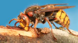 Image result for East Kilbride Wasps