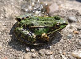 Attēlu rezultāti vaicājumam “Pelophylax”