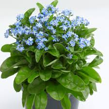 Attēlu rezultāti vaicājumam “Myosotis”