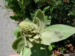 Attēlu rezultāti vaicājumam “Verbascum thapsus bud”