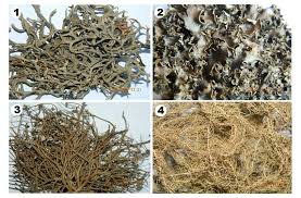 Attēlu rezultāti vaicājumam “Peltigera polydactylon”