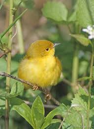 Image result for Dendroica petechia