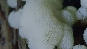 Attēlu rezultāti vaicājumam “Ceratiomyxa porioides plasmodium”