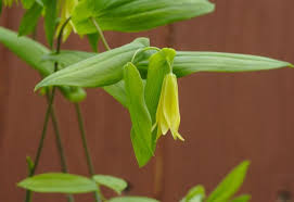 Attēlu rezultāti vaicājumam “Uvularia grandiflora”