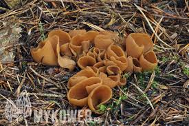 Attēlu rezultāti vaicājumam “Otidea leporina”