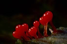 Attēlu rezultāti vaicājumam “Hemitrichia sp.”