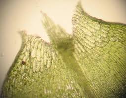 Attēlu rezultāti vaicājumam “Calliergon megalophyllum”