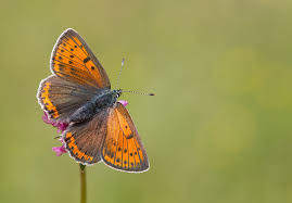 Attēlu rezultāti vaicājumam “Lycaena hippothoe female”