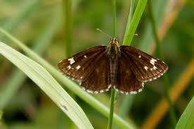 Attēlu rezultāti vaicājumam “Heteropterus morpheus underside”
