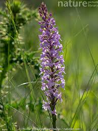 Attēlu rezultāti vaicājumam “Gymnadenia conopsea flower”