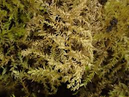 Attēlu rezultāti vaicājumam “Oxyrrhynchium hians var. rigidum macro”