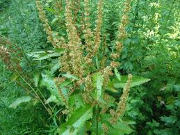 Attēlu rezultāti vaicājumam “Rumex obtusifolius flower”