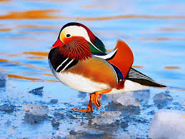 Attēlu rezultāti vaicājumam “Aix galericulata male”