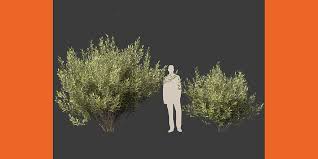 Attēlu rezultāti vaicājumam “Salix pentandra”