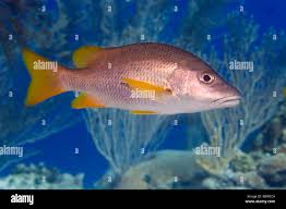 Image result for Lutjanus apodus