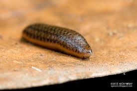 Attēlu rezultāti vaicājumam “Hirudinea”