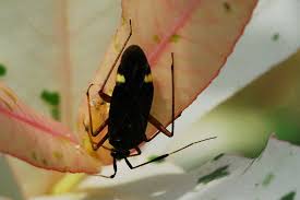 Attēlu rezultāti vaicājumam “Adelphocoris seticornis”