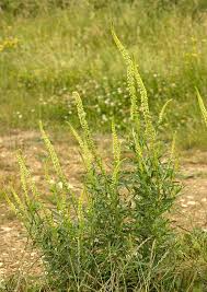 Image result for Reseda luteola