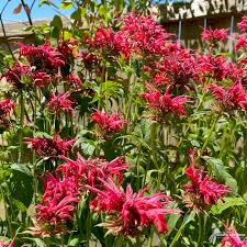 Image result for Monarda didyma