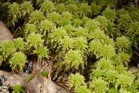 Attēlu rezultāti vaicājumam “Sphagnum wulfianum”