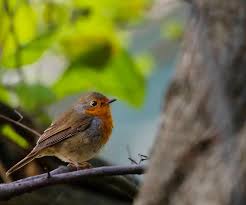 Attēlu rezultāti vaicājumam “Erithacus rubecula”