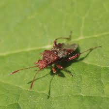 Attēlu rezultāti vaicājumam “Rhopalus maculatus imago”