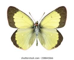 Attēlu rezultāti vaicājumam “Colias palaeno female”