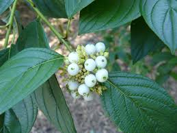 Attēlu rezultāti vaicājumam “Cornus sericea fruit”