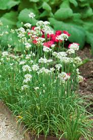 Image result for Schnittknoblauch