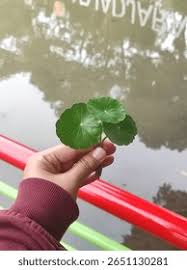 Attēlu rezultāti vaicājumam “Hydrocotyle vulgaris leaf”