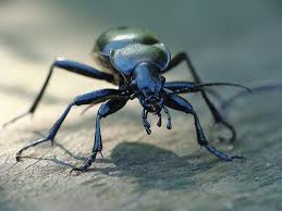 Attēlu rezultāti vaicājumam “Carabus glabratus”